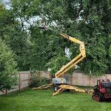 Best Tree Removal Services  in Rome, NY